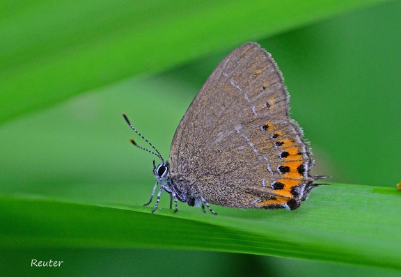 Pflaumen-Zipfelfalter (Satyrium pruni)